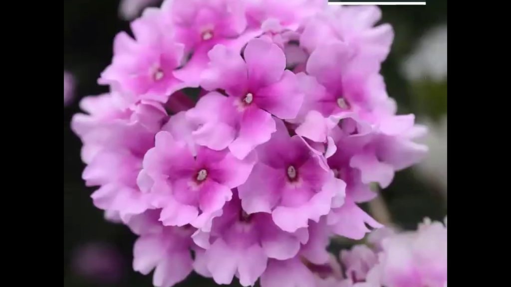 Spectacular Pink Verbena EnduraScape™