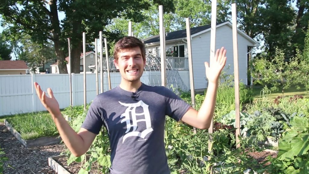 Reasons For Tomato Leaf Curl That are No Cause for Concern