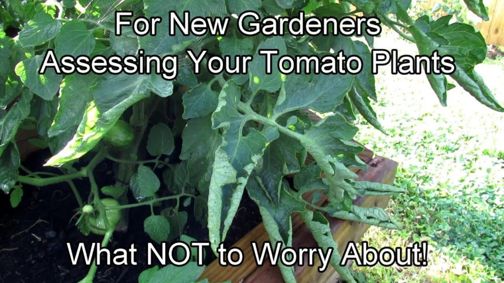 For New Gardeners: Assessing Your Tomato Plants - What NOT to Worry About... Stem Bumps & Leaf Curl