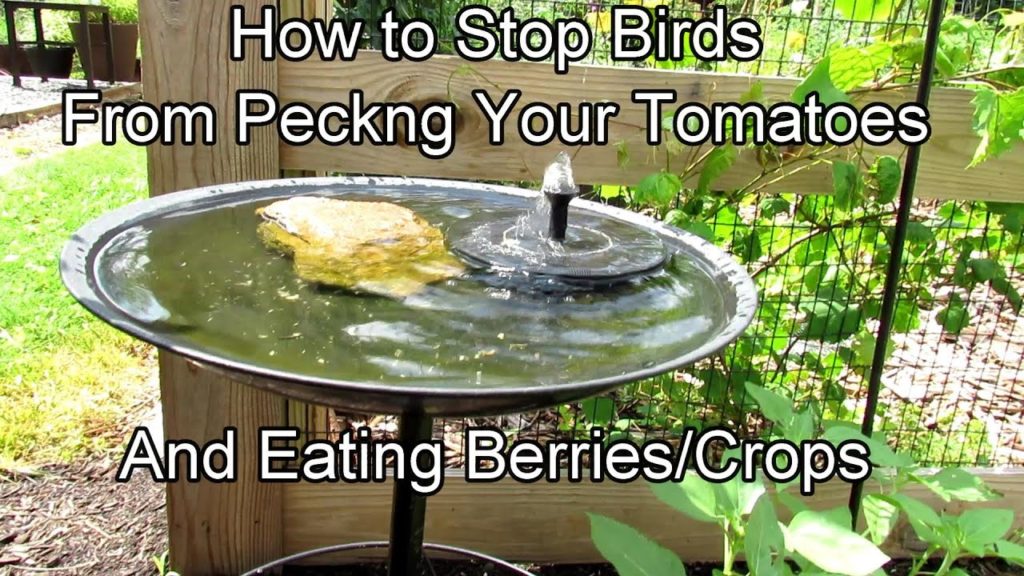 Gary Pilarchik: How to Stop Birds From Pecking Holes in Your Tomatoes: And Other Bird Benefits & Tips How to Stop Birds From Pecking Holes in Your Tomatoes: And Other Bird Benefits & Tips
