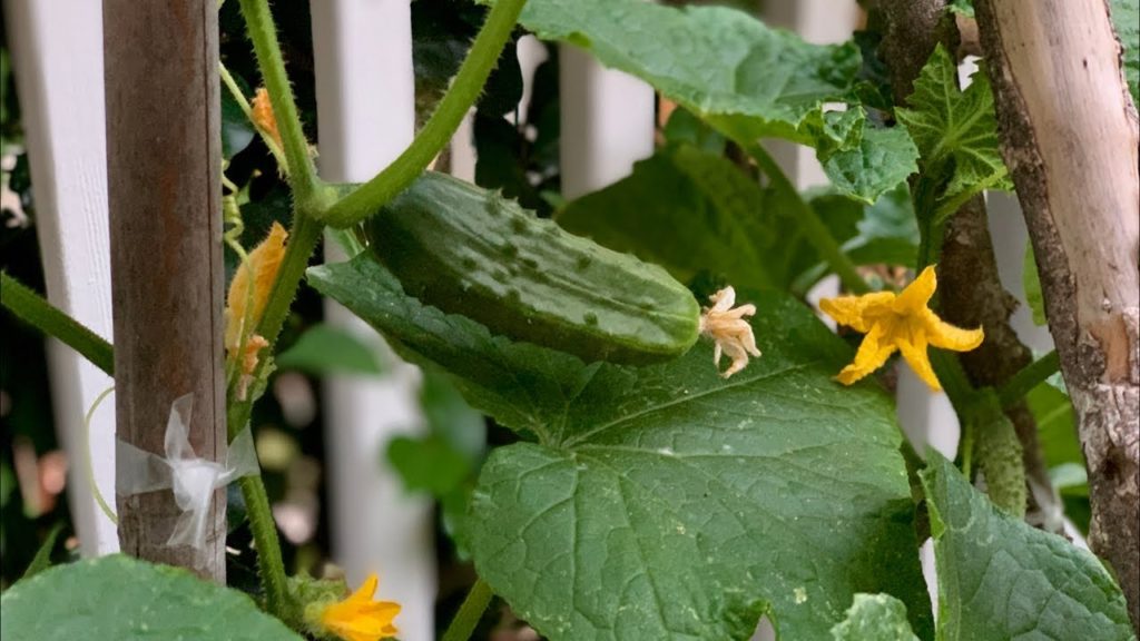 CaliKim: 🥒 Live: 5 Tips to Grow LOTS of Cucumbers (Without Bitterness!) REPLAY 🥒 Live: 5 Tips to Grow LOTS of Cucumbers (Without Bitterness!) REPLAY