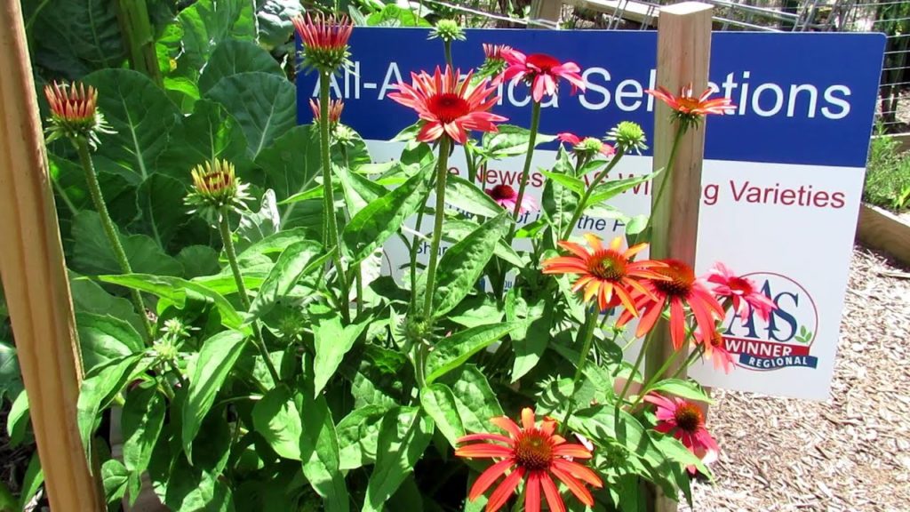 A Stunning, Colorful, Prolific Flower to Attract Pollinators: The 2013 AAS Winner 'Cheyenne Spirit'