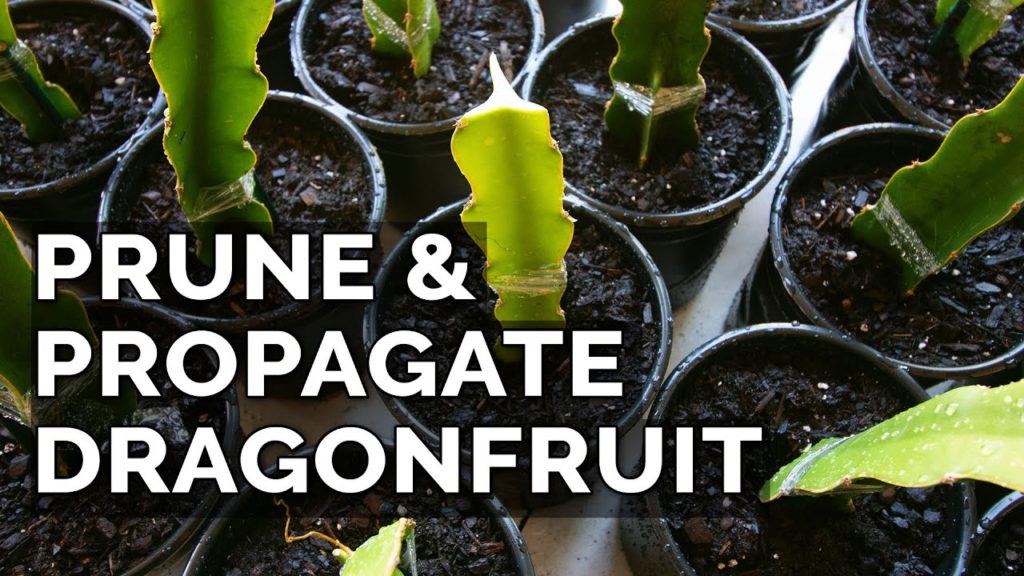 Epic Gardening: Easy Dragon Fruit Propagation and Pruning Technique Easy Dragon Fruit Propagation and Pruning Technique