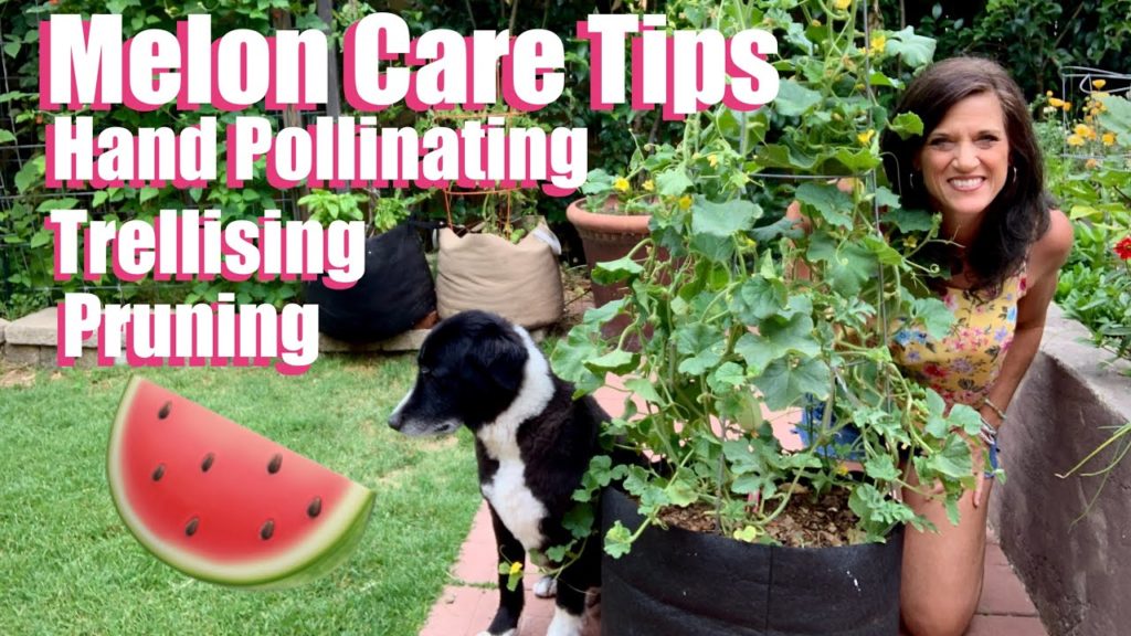 CaliKim: Watermelon & Cantaloupe Care Tips – Hand Pollinating,Trellising & Pruning ๐๐โ๏ธ Watermelon & Cantaloupe Care Tips - Hand Pollinating,Trellising & Pruning ๐๐โ๏ธ