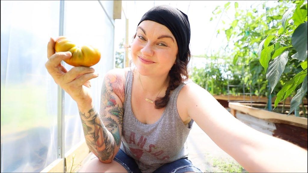 Roots and Refuge Farm: All is NOT Well with the Tomatoes | Some Common Concerns and Solutions All is NOT Well with the Tomatoes | Some Common Concerns and Solutions