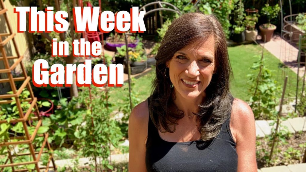This Week in the Garden 👩🏻‍🌾🍅🥒