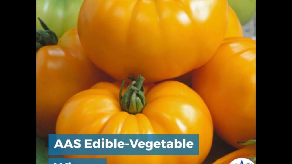 Tomato Chef s Choice Yellow