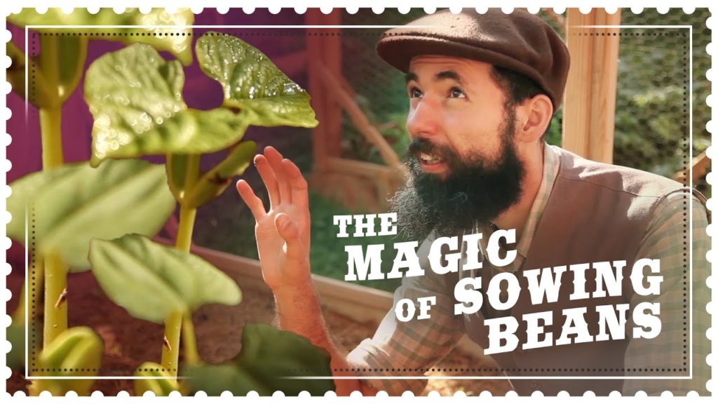 Growing Pole Beans from Seed