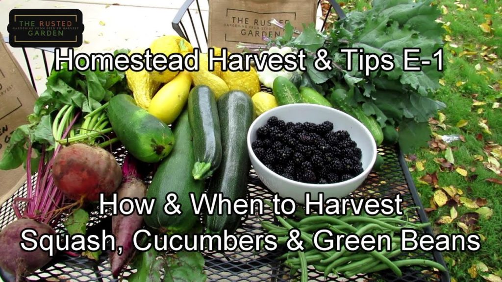 Homestead Harvest & Tips E-1: How & When to Harvest Squash, Cucumbers, Green Beans, Beets & More!