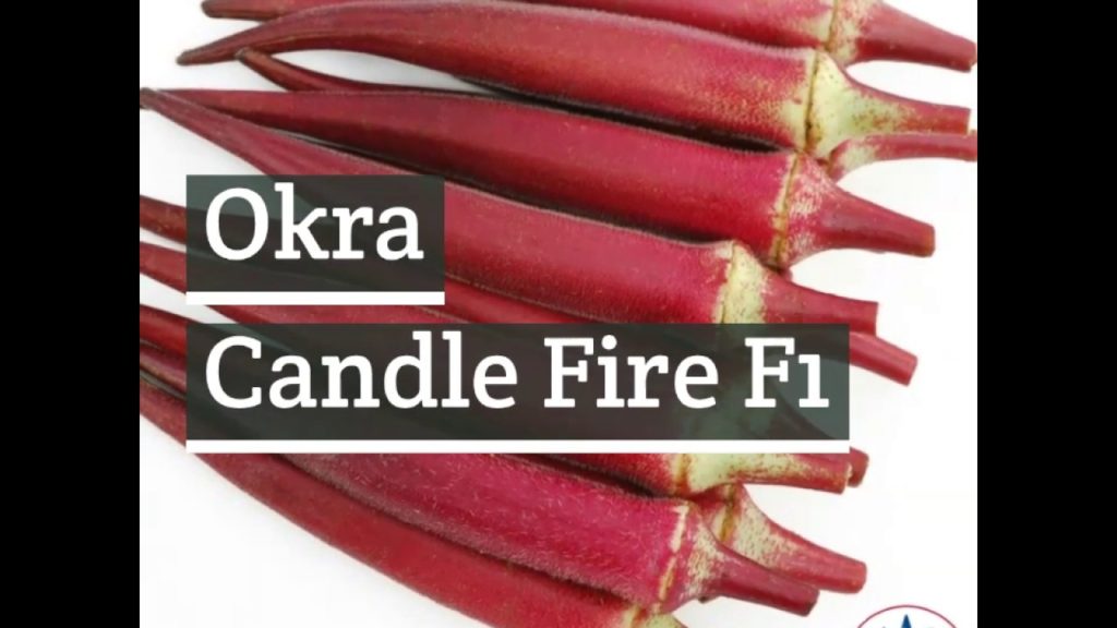 Okra Candle Fire