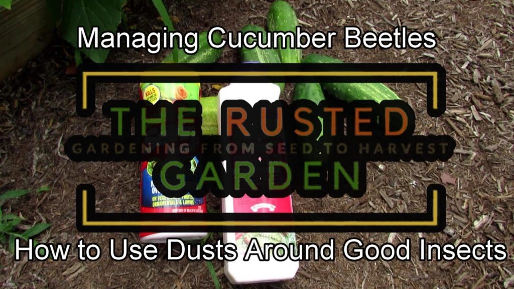 Gary Pilarchik: How to Manage Cucumber Beetles with Insect Dust: Lower Harm to Bees & Pollinators Using This Method! How to Manage Cucumber Beetles with Insect Dust: Lower Harm to Bees & Pollinators Using This Method!