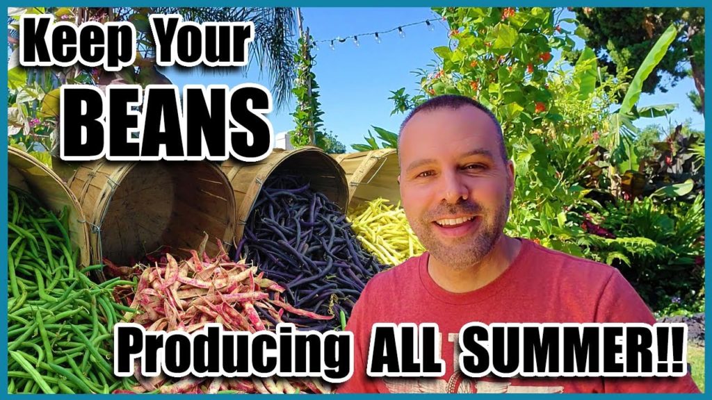 California Garden TV: Keep Your Beans Producing All Summer!!! Organic Gardening for Beginners on How to Grow Beans. Keep Your Beans Producing All Summer!!! Organic Gardening for Beginners on How to Grow Beans.