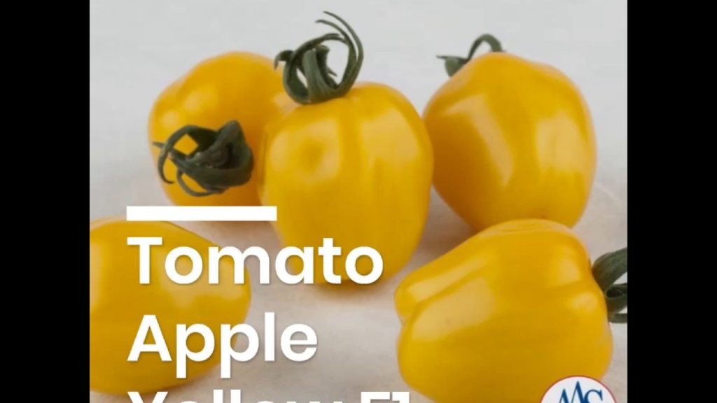 Yellow Apple-Shaped Tomato