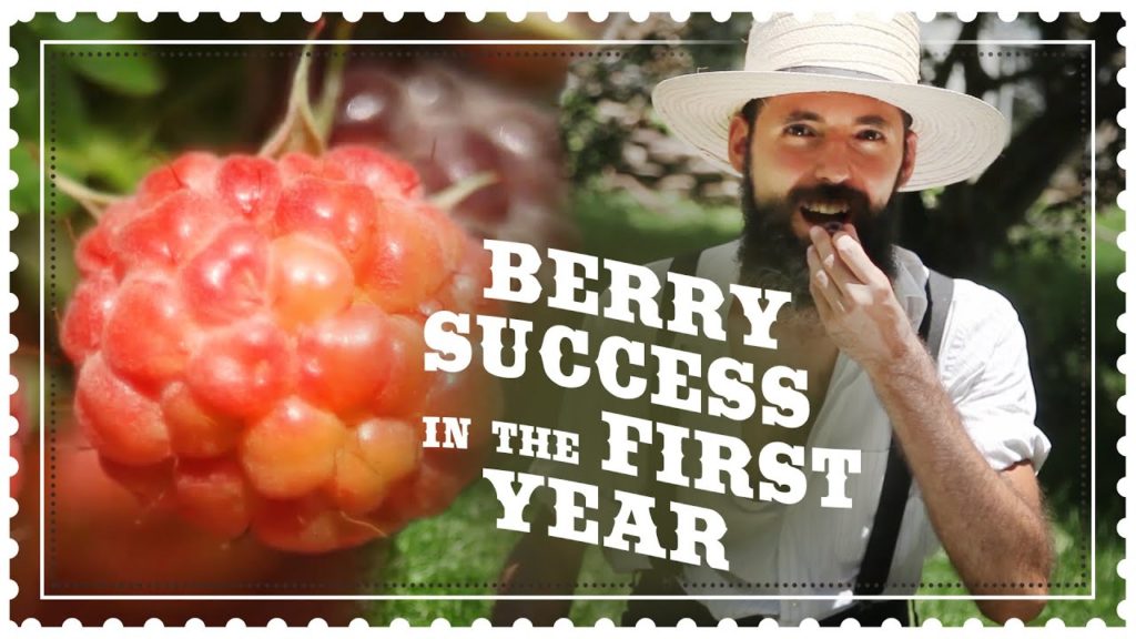 Siloé Oliveira: Planting Blueberries and Harvesting Raspberries Planted the Same Year Planting Blueberries and Harvesting Raspberries Planted the Same Year