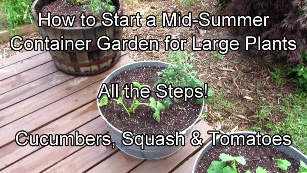 Gary Pilarchik: How to Start A Mid-Summer Container Garden for Cucumbers, Squash & Tomatoes: All the Steps! How to Start A Mid-Summer Container Garden for Cucumbers, Squash & Tomatoes: All the Steps!