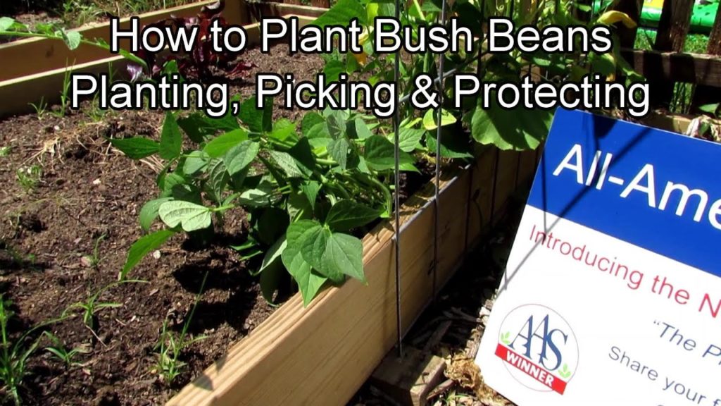 All-America Selections Flowers & Vegetables: How to Plant Mid-Season Bush Beans in Containers & Earth Beds: Planting, Picking & Rabbit Protection How to Plant Mid-Season Bush Beans in Containers & Earth Beds: Planting, Picking & Rabbit Protection