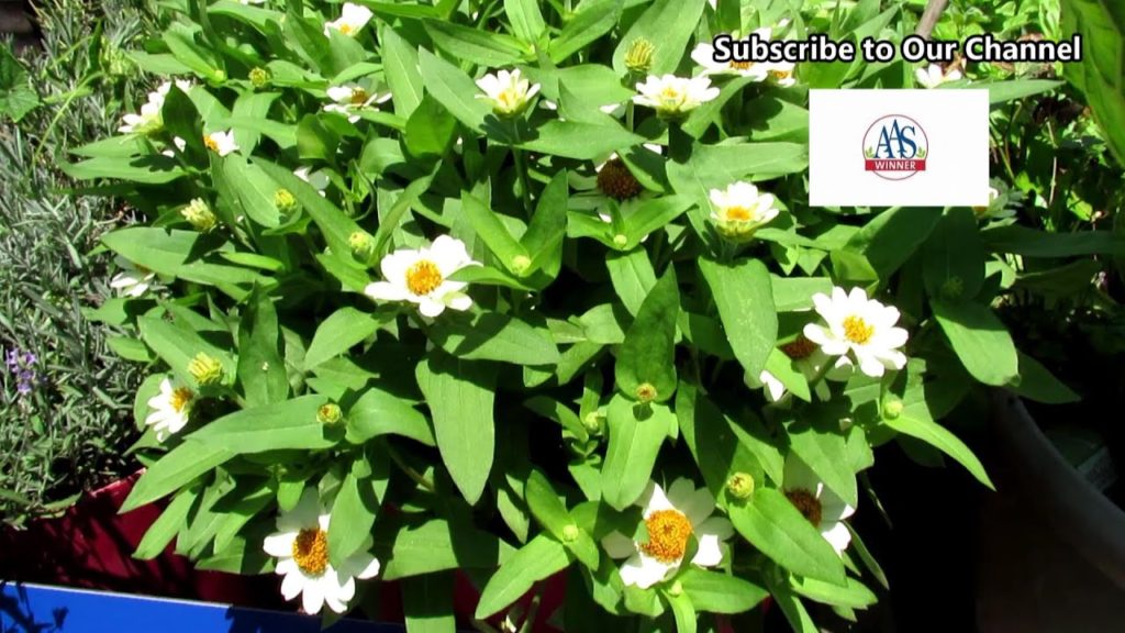 A Beautiful Compact Flower for Containers & Borders: The 2001 AAS Winner 'Profusion White' Zinnia
