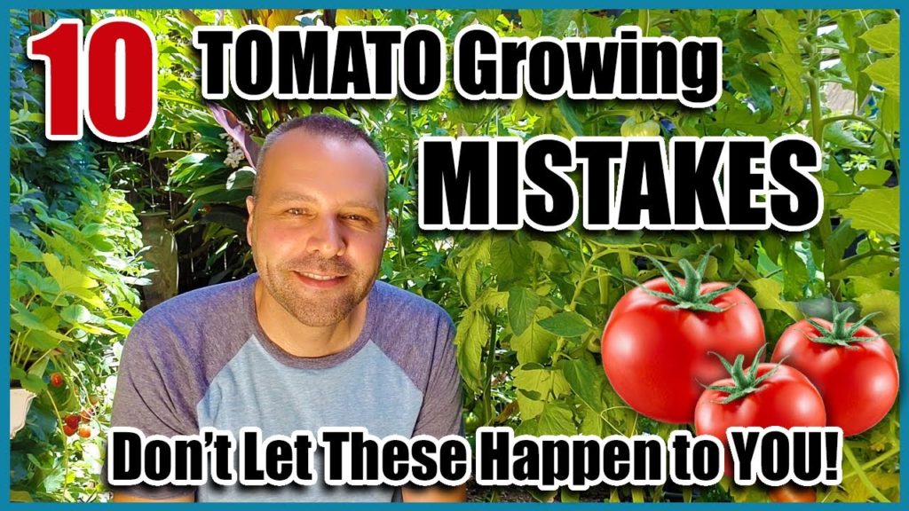 Tomato Growing Mistakes - How to Avoid or Fix Them...How to Grow Tomatoes.