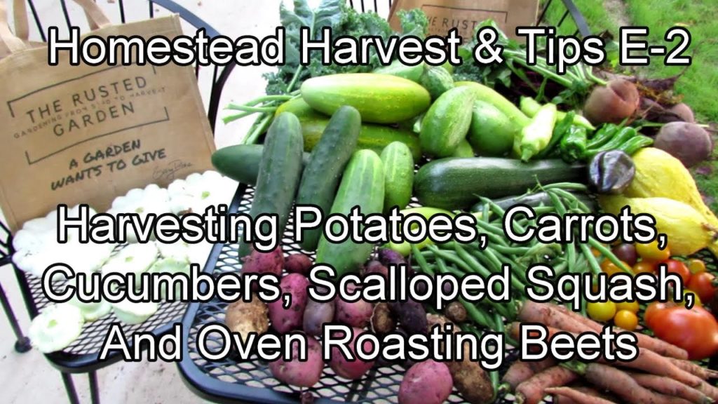 Gary Pilarchik: Homestead Harvest & Tips E-2: Potatoes, Carrots, Cucumbers, Scalloped Squash & Oven Roasting Beets Homestead Harvest & Tips E-2: Potatoes, Carrots, Cucumbers, Scalloped Squash & Oven Roasting Beets
