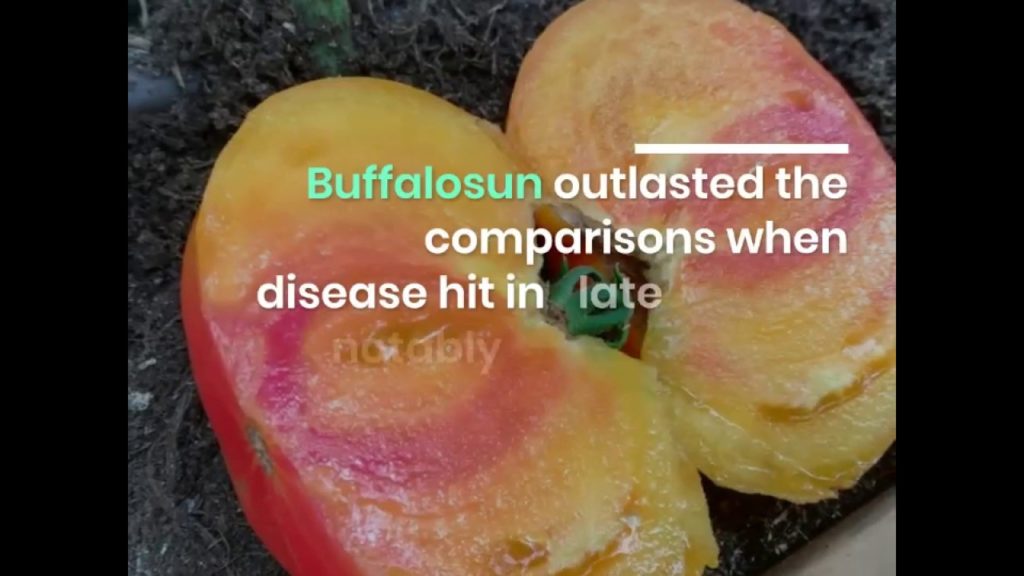 All-America Selections Flowers & Vegetables: Beefsteak Tomato – Buffalosun Beefsteak Tomato - Buffalosun