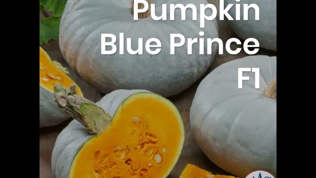 All-America Selections Flowers & Vegetables: Pumpkin – Blue Prince Pumpkin - Blue Prince
