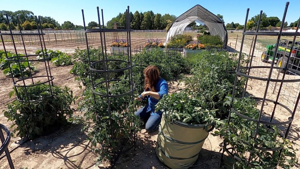 Pruning Tomatoes! 🍅✂️🌿// Garden Answer
