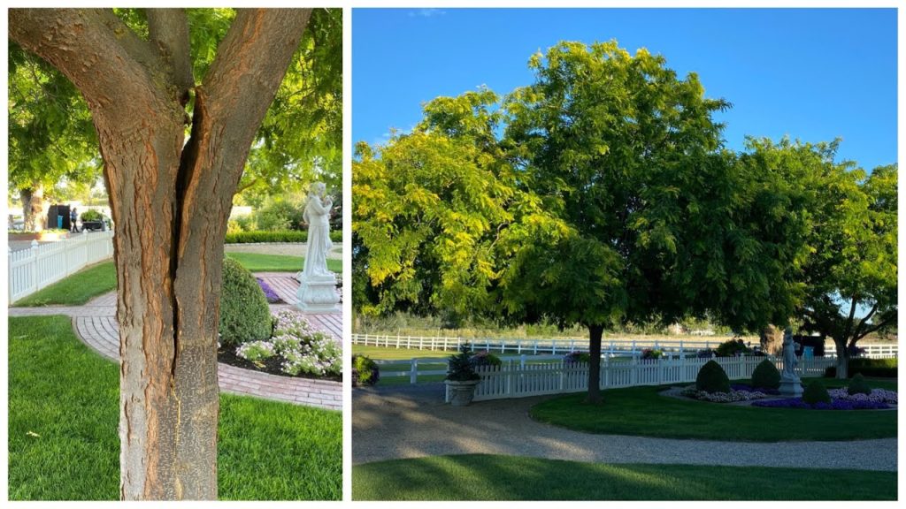 This Can’t Be Good! 😬🌳// Garden Answer