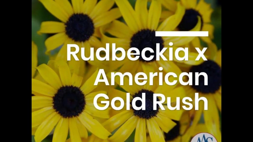 All-America Selections Flowers & Vegetables: American Gold Rush Black-eyed Susan Rudbeckia American Gold Rush Black-eyed Susan Rudbeckia