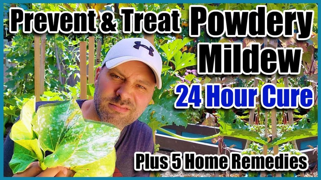 California Garden TV: Prevent & Treat Powdery Mildew and 5 Home Remedies That Really Work!! Prevent & Treat Powdery Mildew and 5 Home Remedies That Really Work!!