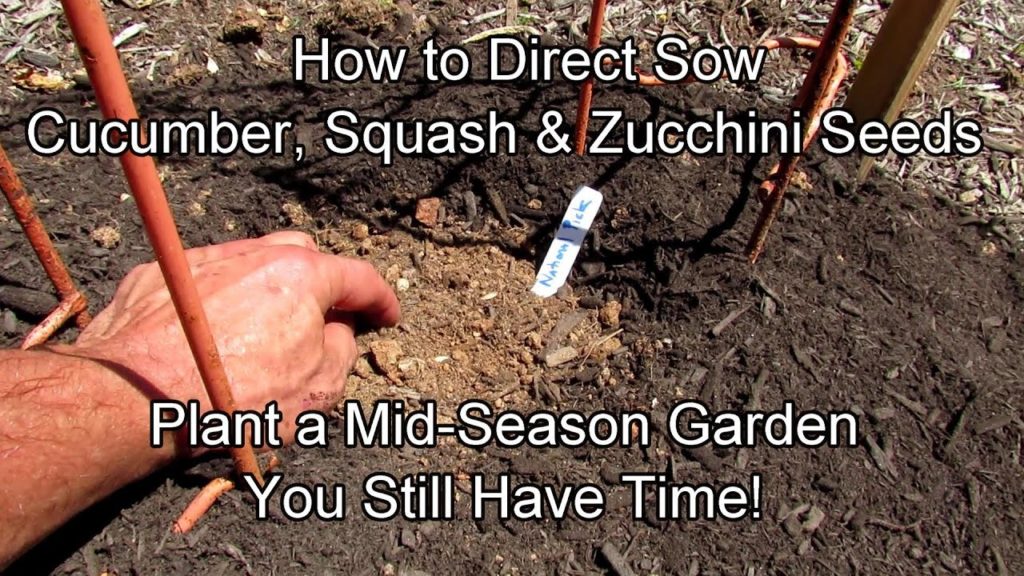 Gary Pilarchik: Direct Sowing Cucumbers, Squash & Zucchini Seeds: You Still Have Time to Plant a Mid-Summer Garden! Direct Sowing Cucumbers, Squash & Zucchini Seeds: You Still Have Time to Plant a Mid-Summer Garden!