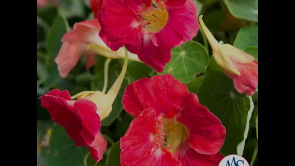 All-America Selections Flowers & Vegetables: Nasturtium Tip Top Rose Nasturtium Tip Top Rose