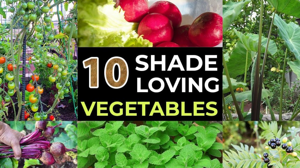 California Gardening: Top 10 Shade Loving Vegetables – The Best Veggies To Grow In Shade Top 10 Shade Loving Vegetables - The Best Veggies To Grow In Shade