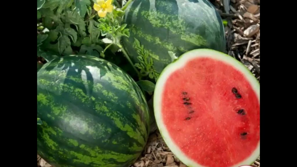 All-America Selections Flowers & Vegetables: Personal Size Watermelon Mini Love Personal Size Watermelon Mini Love