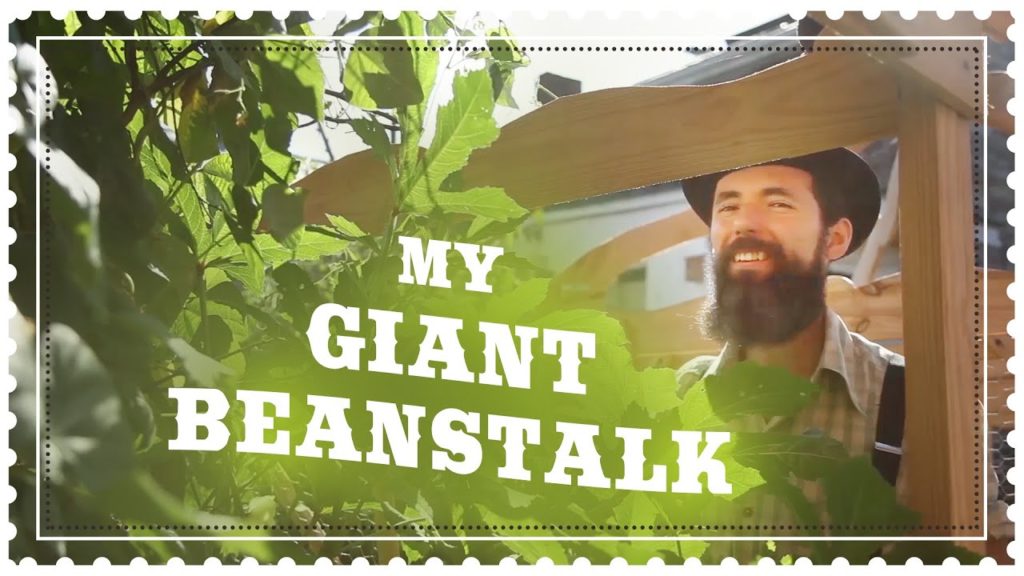 Siloé Oliveira: Amazing Bean Vine – Growing Pole Beans Successfully at Home Amazing Bean Vine - Growing Pole Beans Successfully at Home