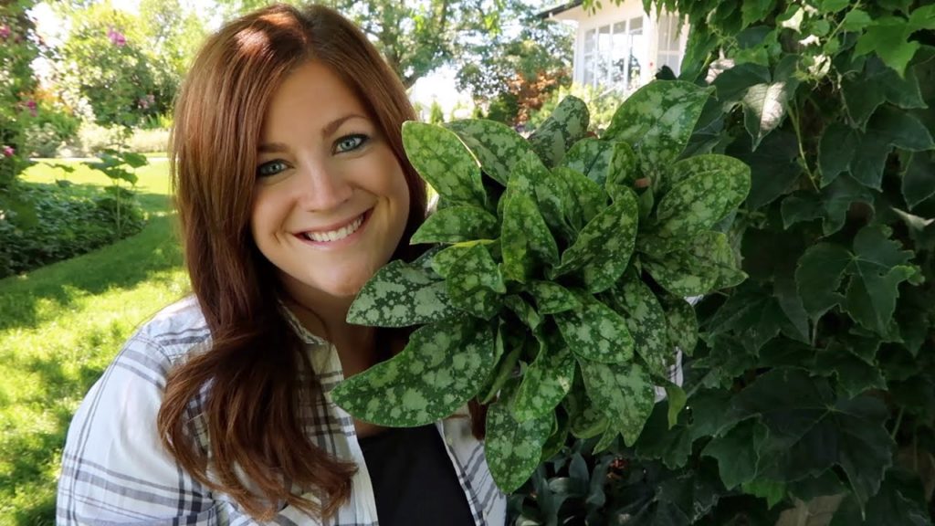 Garden Answer: Adding a New Shade Perennial to My Garden 🥰🌿// Garden Answer Adding a New Shade Perennial to My Garden 🥰🌿// Garden Answer