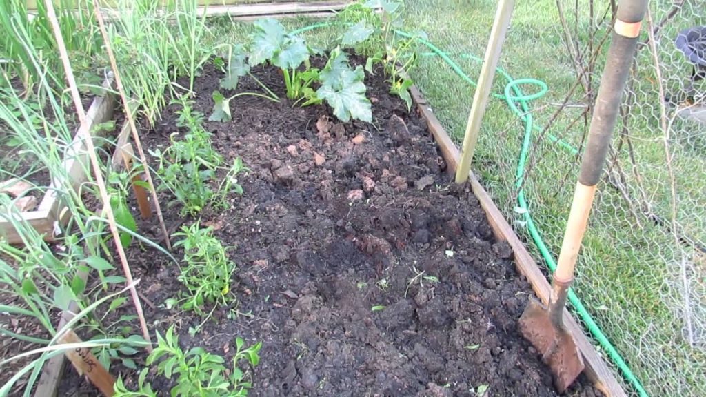 Gary Pilarchik: When to Remove Pea Plants, My Stevia Plants, Use Warm Weather Transplants & Airflow – MFG 2014 When to Remove Pea Plants, My Stevia Plants, Use Warm Weather Transplants & Airflow - MFG 2014