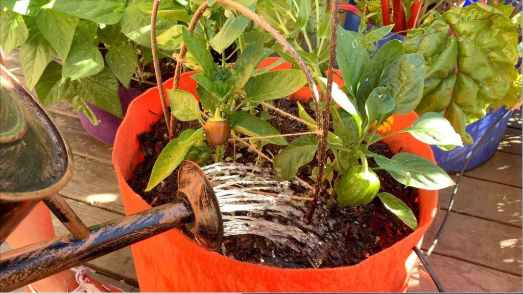 CaliKim: ๐
LIVE: FAQ's / Watering Container Gardens, Blossom End Rot, Neem Oil, Blackberries & More (REPLAY) ๐
LIVE: FAQ's / Watering Container Gardens, Blossom End Rot, Neem Oil, Blackberries & More (REPLAY)