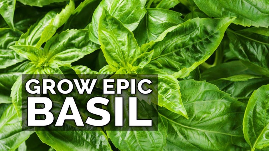 Epic Gardening: 8 Tips to Grow Better Basil 8 Tips to Grow Better Basil
