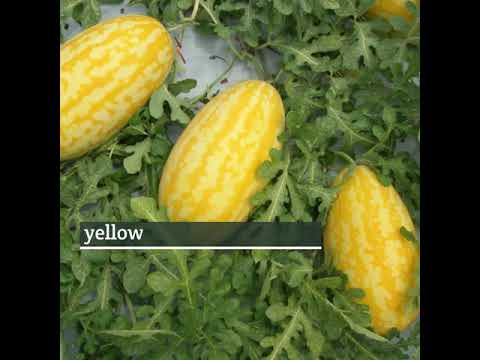All-America Selections Flowers & Vegetables: Eye-Catching Watermelon Gold in Gold Eye-Catching Watermelon Gold in Gold