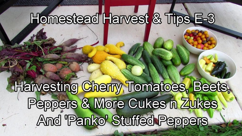 Gary Pilarchik: Homestead Harvest & Tips E-3: Cherry Tomatoes, Peppers, Beets, Cukes, Zukes & Panko Stuffed Peppers! Homestead Harvest & Tips E-3: Cherry Tomatoes, Peppers, Beets, Cukes, Zukes & Panko Stuffed Peppers!