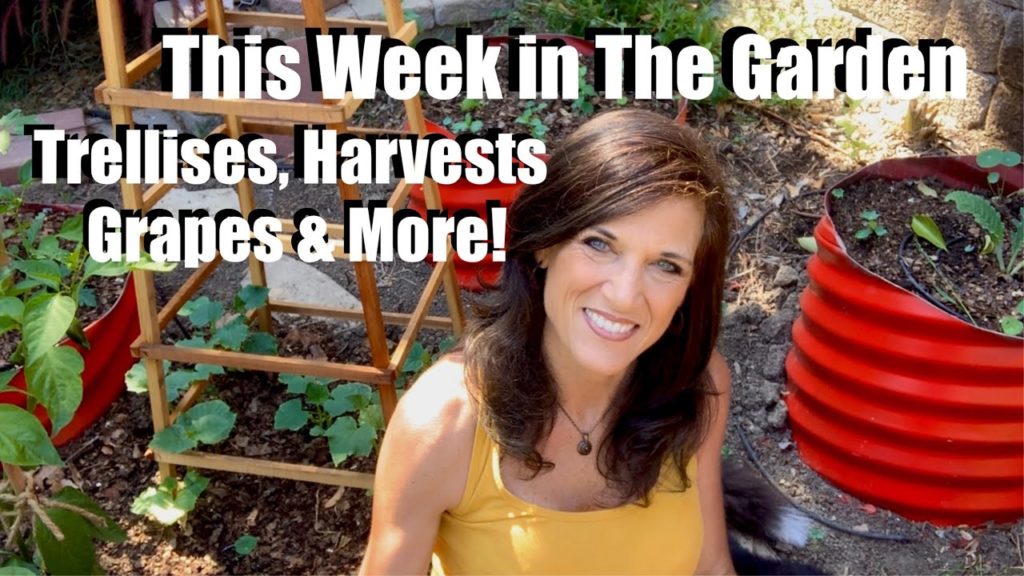 This Week in the Garden #3 - Trellises, Harvests, Grapes and More! 🍇👩🏻‍🌾
