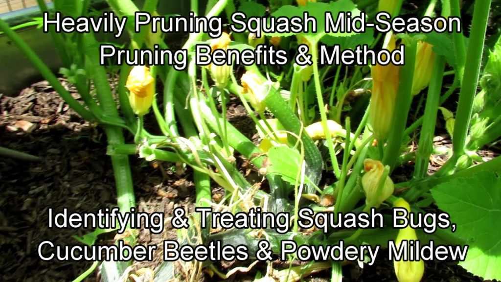 Benefits of Mid-Season Squash Pruning: Identifying & Treating Powdery Mildew, Squash Bugs & Beetles