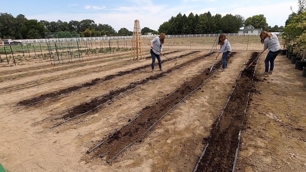 Planting Crops For Fall Harvest! 🌿👩‍🌾🥕🌽// Garden Answer