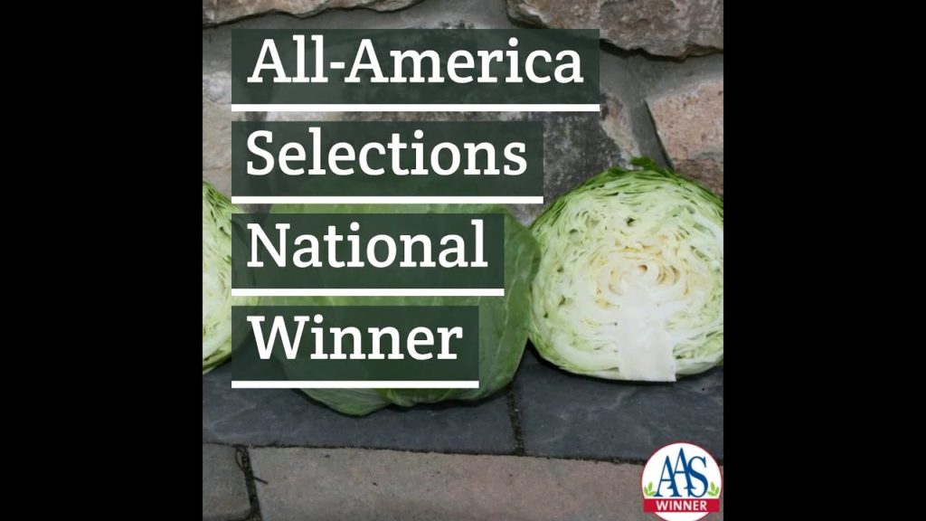 Easy To Grow Cabbage Katarina -