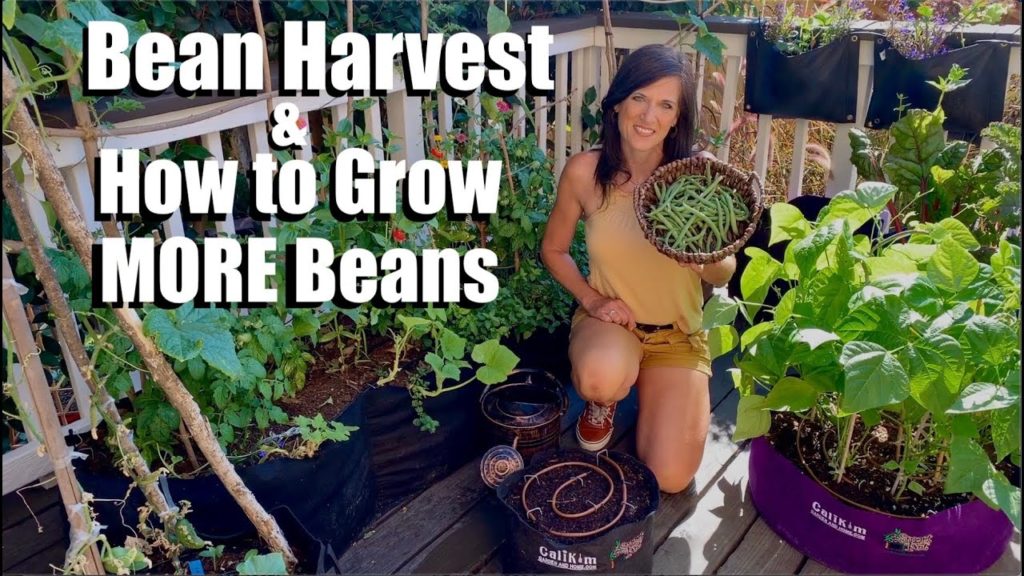 CaliKim: Harvesting Organic Beans from the Container Garden and How to Grow MORE Beans! π±π©π»βπΎ Harvesting Organic Beans from the Container Garden and How to Grow MORE Beans! π±π©π»βπΎ