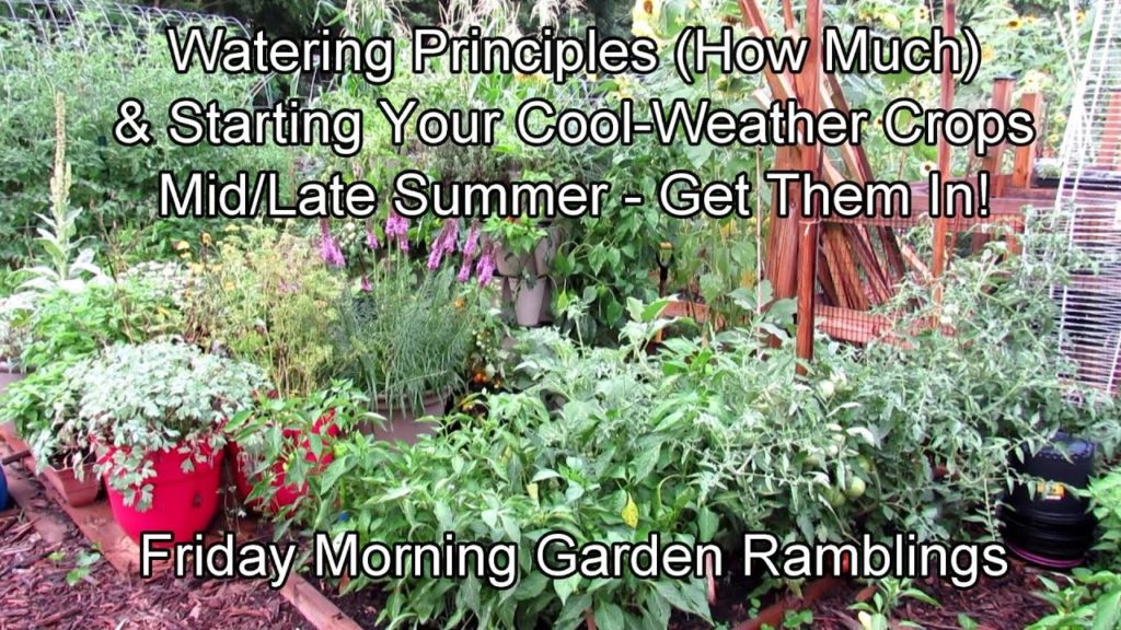 Gary Pilarchik: Garden Watering Principles & Planting Your Fall Garden Mid-Summer: FM Garden Ramblings & Tour E-2 Garden Watering Principles & Planting Your Fall Garden Mid-Summer: FM Garden Ramblings & Tour E-2