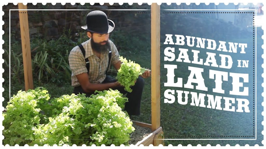 Harvesting Large Tender LETTUCE Grown in Late  Summer