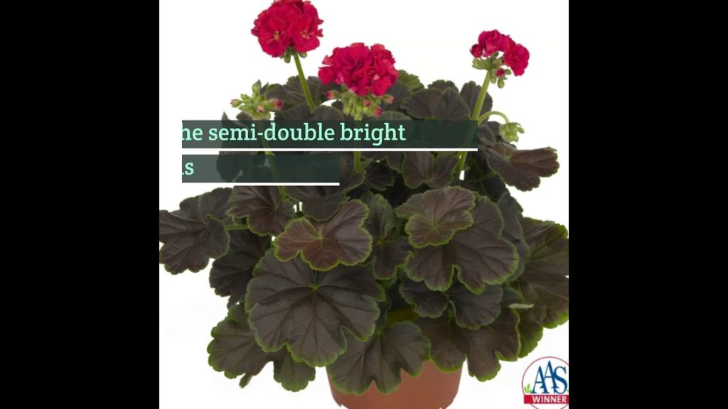 Amazing Cherry-Red Geranium Brocade