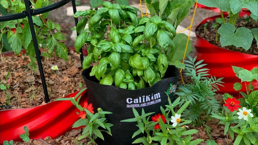 🌱LIVE: How to Grow LOTS of Basil-3 Tips for an Endless Supply, Q & A
