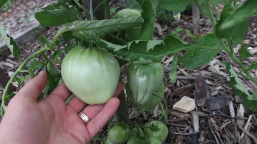 Complete Late July Garden Tour